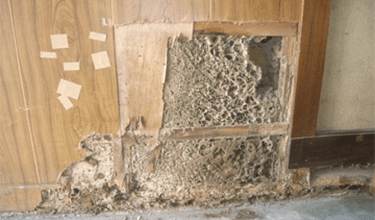 壁の中に作られたイエシロアリの巣